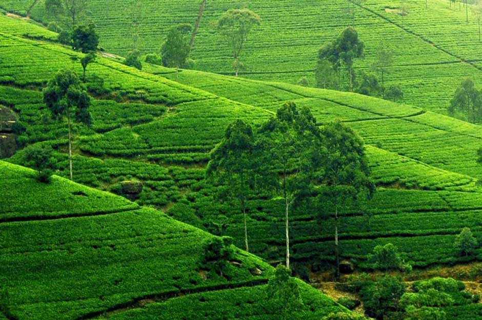 Die weltweite Verbreitung des Ceylon Tee Geschmacks