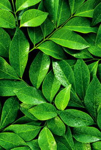 mevlana cay menu image 02