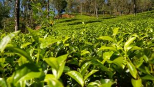 mevlana cay tanitim filmi kisa v